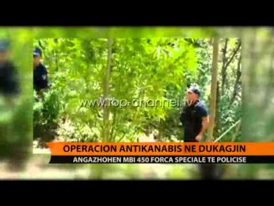 Operacion antikanabis në Dukagjin - Top Channel Albania - News - Lajme