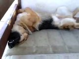 Snoring dog sleeps in hilariously awkward position