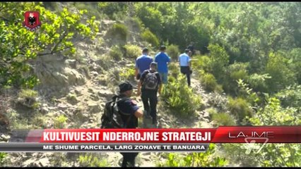 Aksioni antikanabis në zonat më problematike - News, Lajme - Vizion Plus