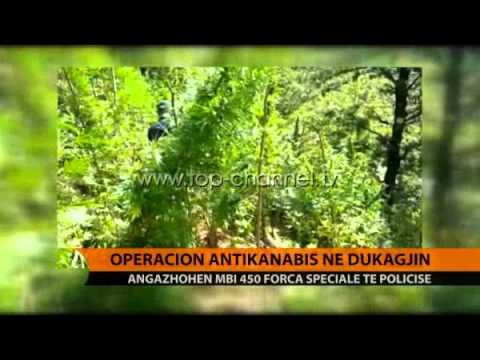 Vijon operacioni antikanabis në Dukagjin - Top Channel Albania - News - Lajme