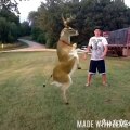 Dancing With My Dog Funny