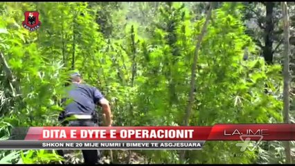 Download Video: Dukagjin, dita e dytë e operacionit antikanabis - News, Lajme - Vizion Plus