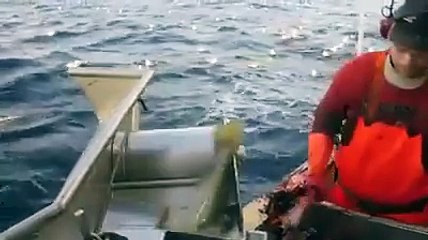 Amazing Fish Hunting Attack_Must See Video