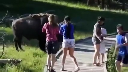 The Stupid Animals Doing Funny Things [HD]