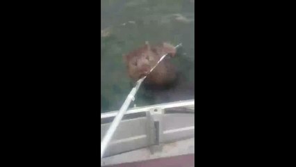 Ils sauvent un wombat en détresse avec leur épuisette