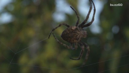 Man screaming at a spider prompts reports of domestic violence