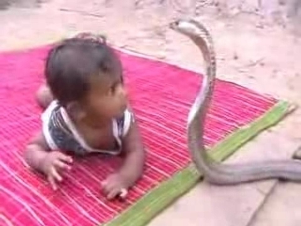 Baby_vs_cobra