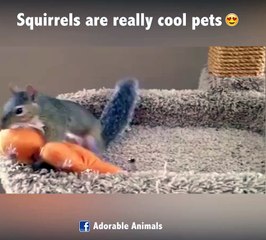 Download Video: Un écureuil tellement adorable