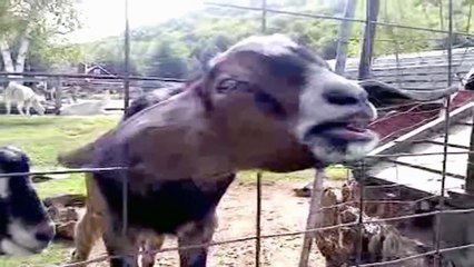 Funny cats dogs, cute animals - Animal Compilation November 2015 - Funny Berry Animals #41