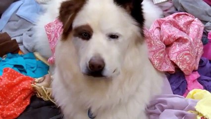 Dog With A Blog 3x12 - Stan Sleep Talks