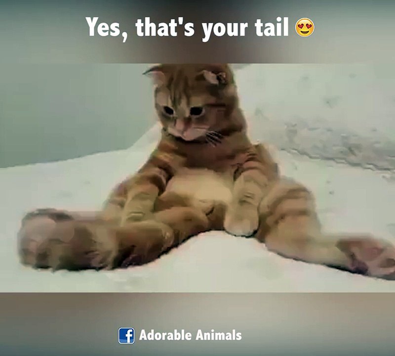 Oui c'est ta queue... Chat trop mignon!