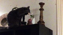 Cat uses paw to scoop drinking water out of wine glass
