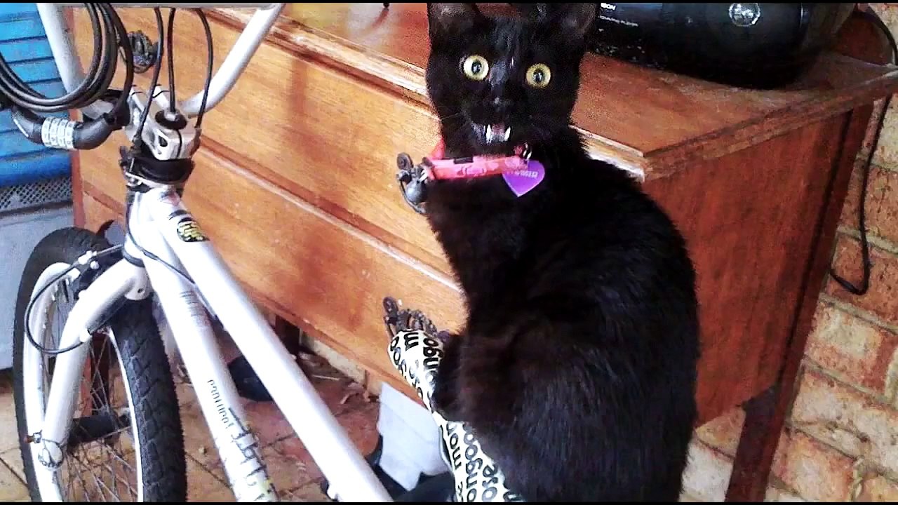 Gatos e Coelhos