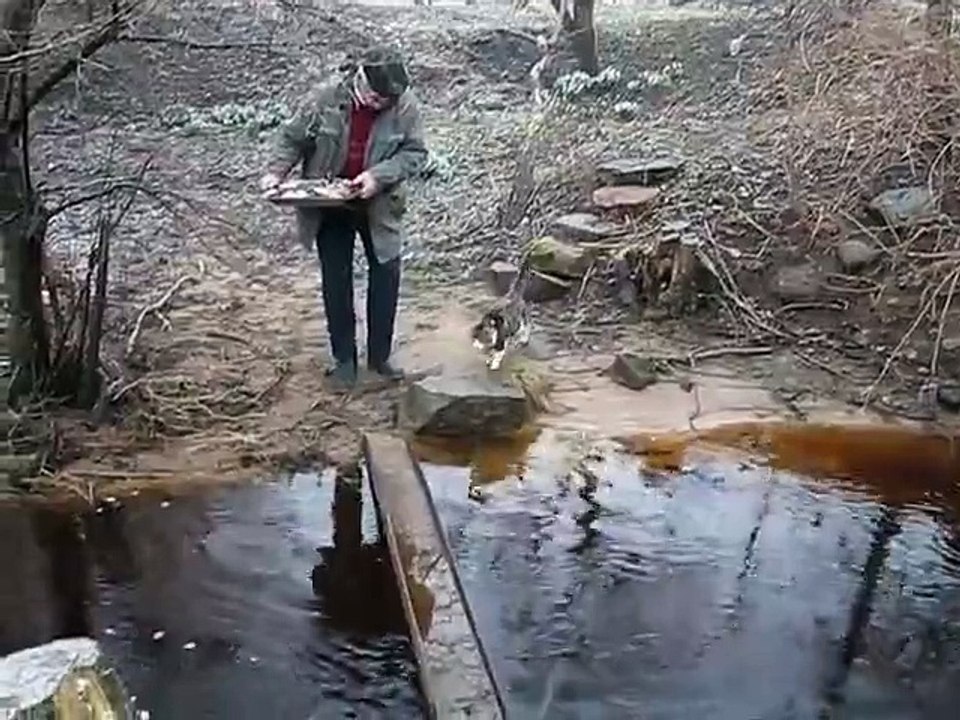 Ce chat très intelligent n'aime pas être mouillé