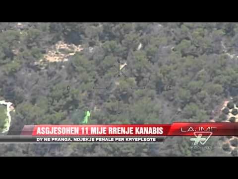 Aksioni antikanabis për lëndët narkotike - News, Lajme - Vizion Plus