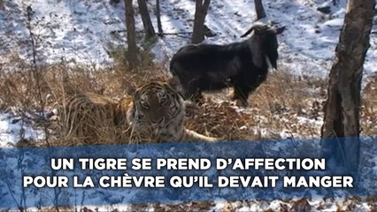 Un tigre se prend d'affection pour la chèvre qu'il devait manger