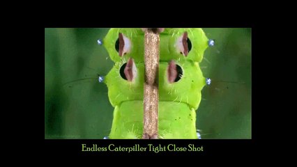 Weird Caterpiller Endless Climbing Moments | Trick Photography Amazing Videos