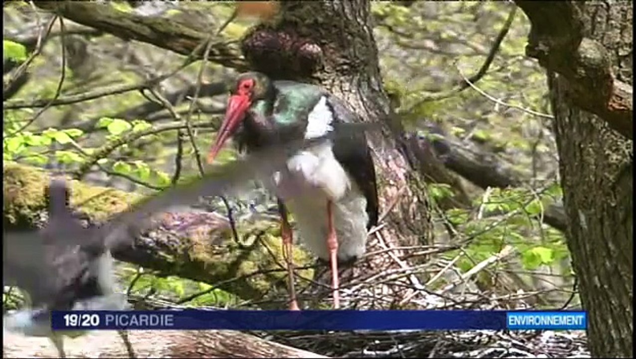 Les cigognes noires de St-Michel-en-Thiérache