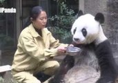 Giant Panda Celebrates 35th Birthday