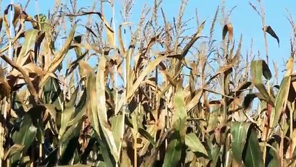 3 Chopping-20-rows-of-corn-with-Kemper