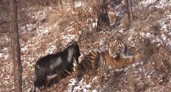 Un tigre se lie d'amitié avec une chèvre