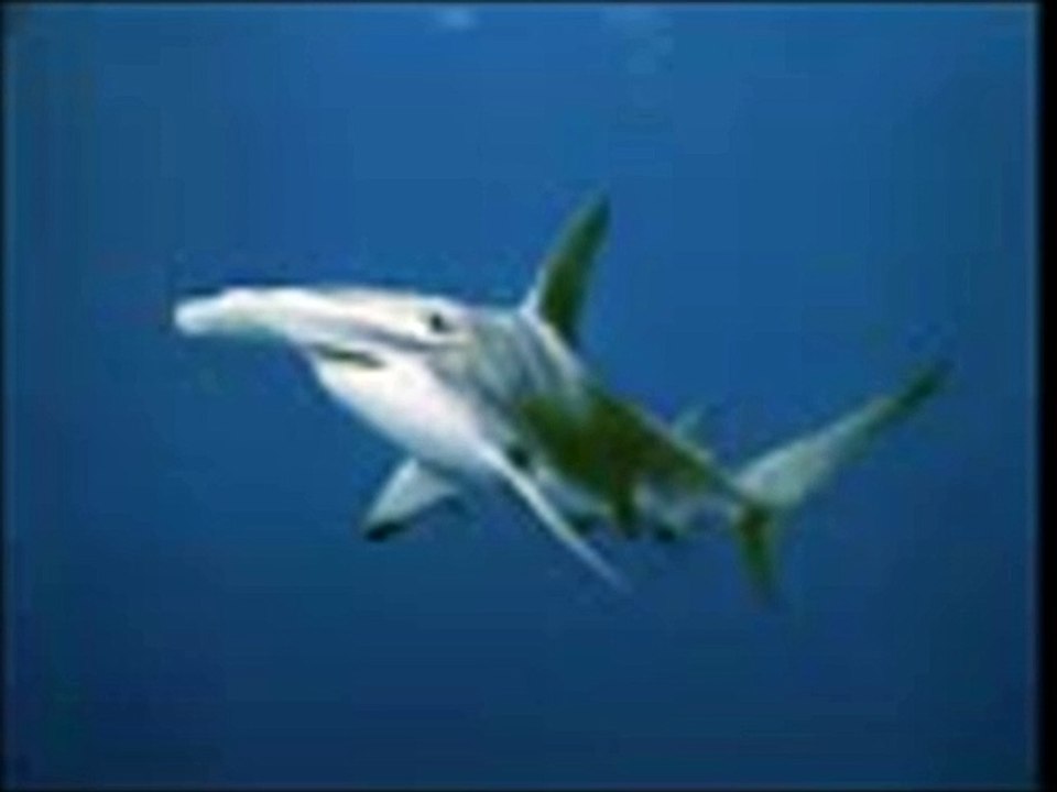 Motion sandos