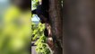 6-Year-Old Rescued After Climbing 50 Feet To Top Of Tree