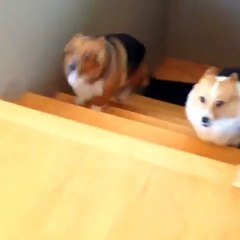These Corgis got moves...