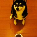Shiba Inus are possibly the cutest dogs on the planet. Here is a confirmation.
