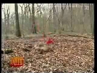 Jogging foret