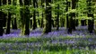 Relax with 1 hour of Soothing Nature Sounds from the Forest in Full HD-Birds Singing