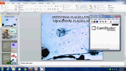 Giardiasis & Parasitology