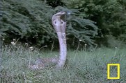cobra vs mongoose,mongoose hunt snake
