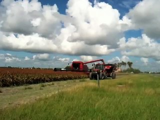 Case-IH-2388-Combine-Sorghum-Harvest-MX255-tractor-Unverferth-grain-cart-unloading (2)