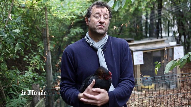 Des poules en ville, contraintes et avantages