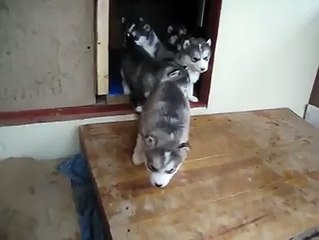 Cute little huskies