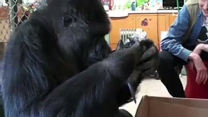 Gorilla is playing with little cats