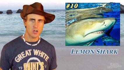 10 Most Dangerous Sharks to Humans