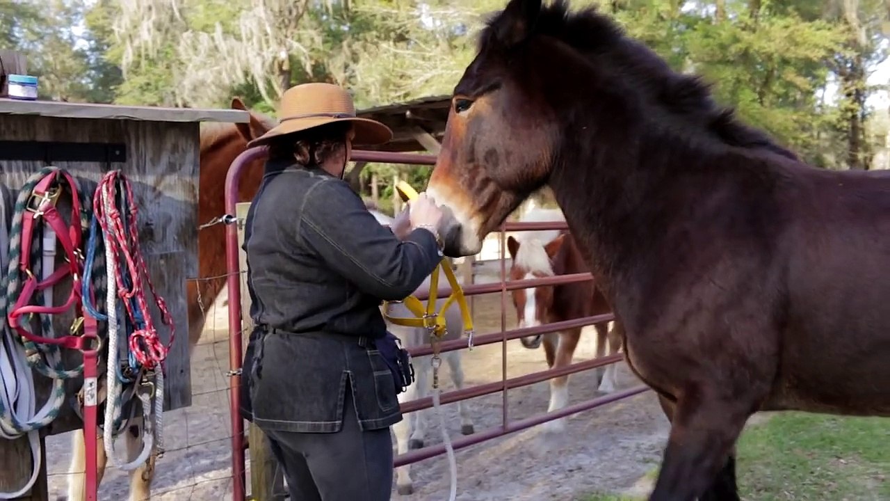 Hard To Catch Mules AFTER Training
