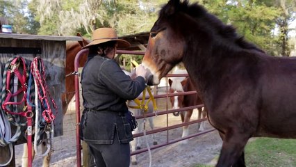 Hard To Catch Mules AFTER Training