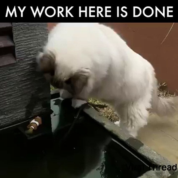 Caring Cat Ever