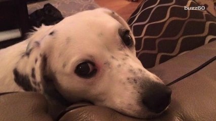 Dog returned to shelter for being too affectionate finds forever home