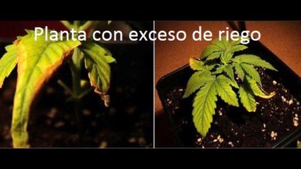 como regar correctamente las plantas de mariuana
