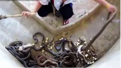 Pawang ular Cobra terhebat di dunia