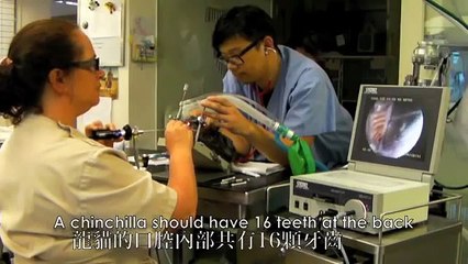 What Happens When Your Dog or Pet Needs a Dental (Part 1) - Tai Wai Veterinary Hospital