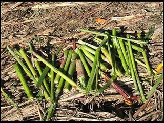 Sweet-Sorghum---2010-BioDimensions-Pilot-Plant