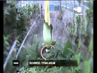 LULJA E VEÇANTE MIJERA VIZITORE NE BAZEL PER TE PARE LULEN KUFOME LAJM