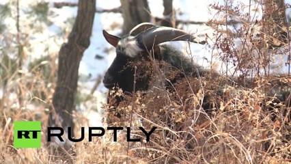 Un tigre se lie d'amitié avec une chèvre qui devait lui servir de repas.