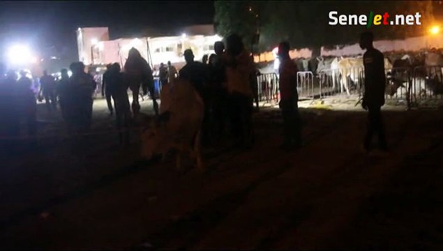 Vidéo - rire : Un bœuf de Cheikh Bethio s’échappe et sème la zizanie à Janatu