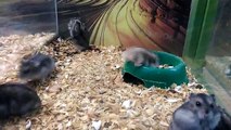 Un hamster fait des saltos arrières